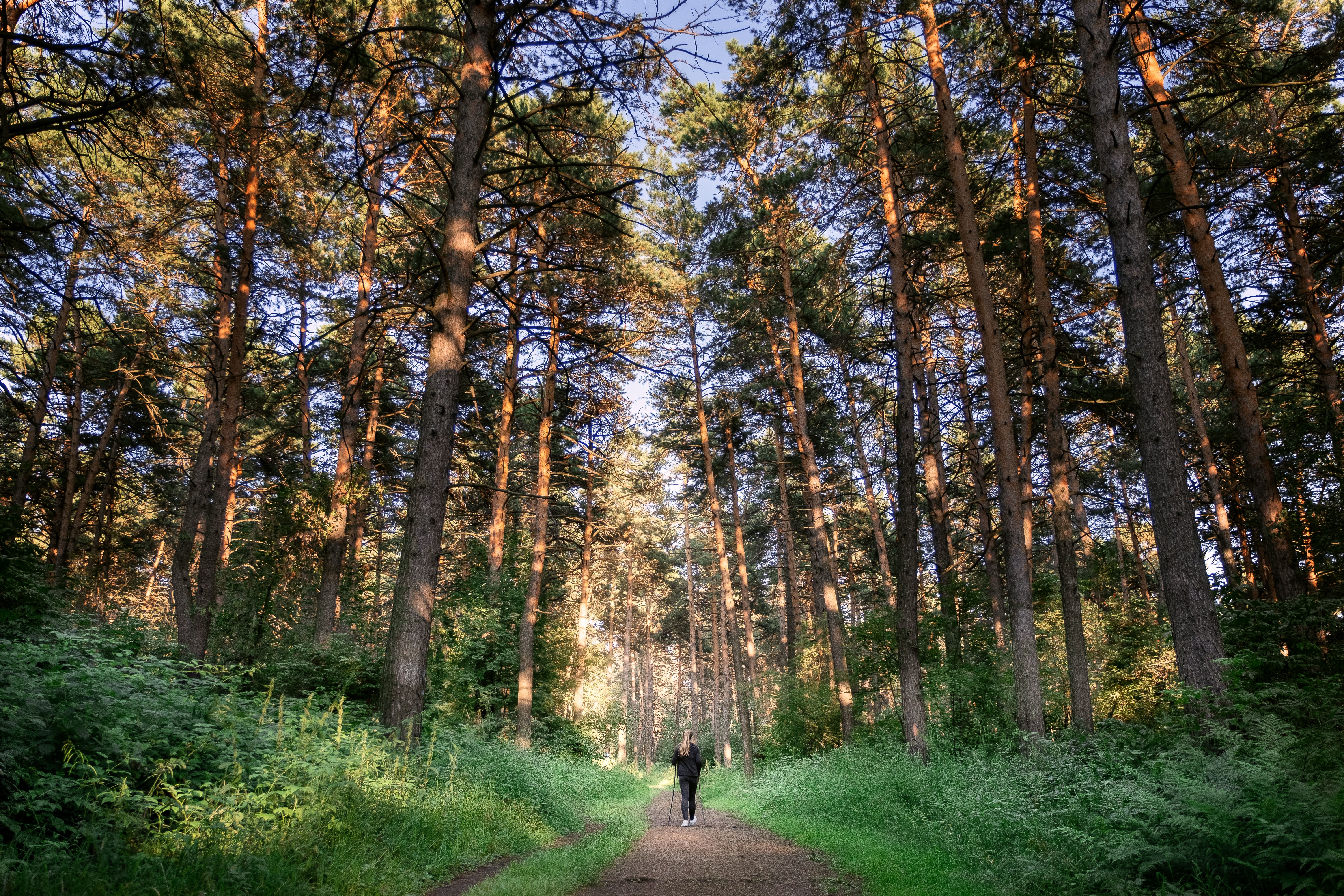 Morning walk in the Valsaín forest