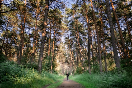 A Person in Black Jacket Walking on Pathway in Between Green Trees