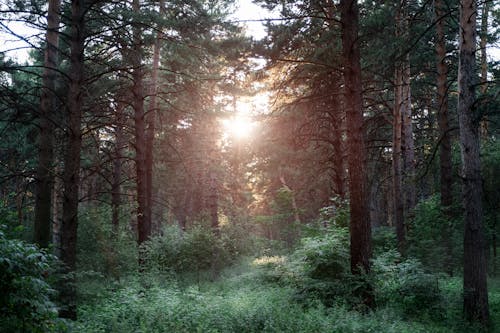 免费 天性, 松樹, 森林 的 免费素材图片 素材图片