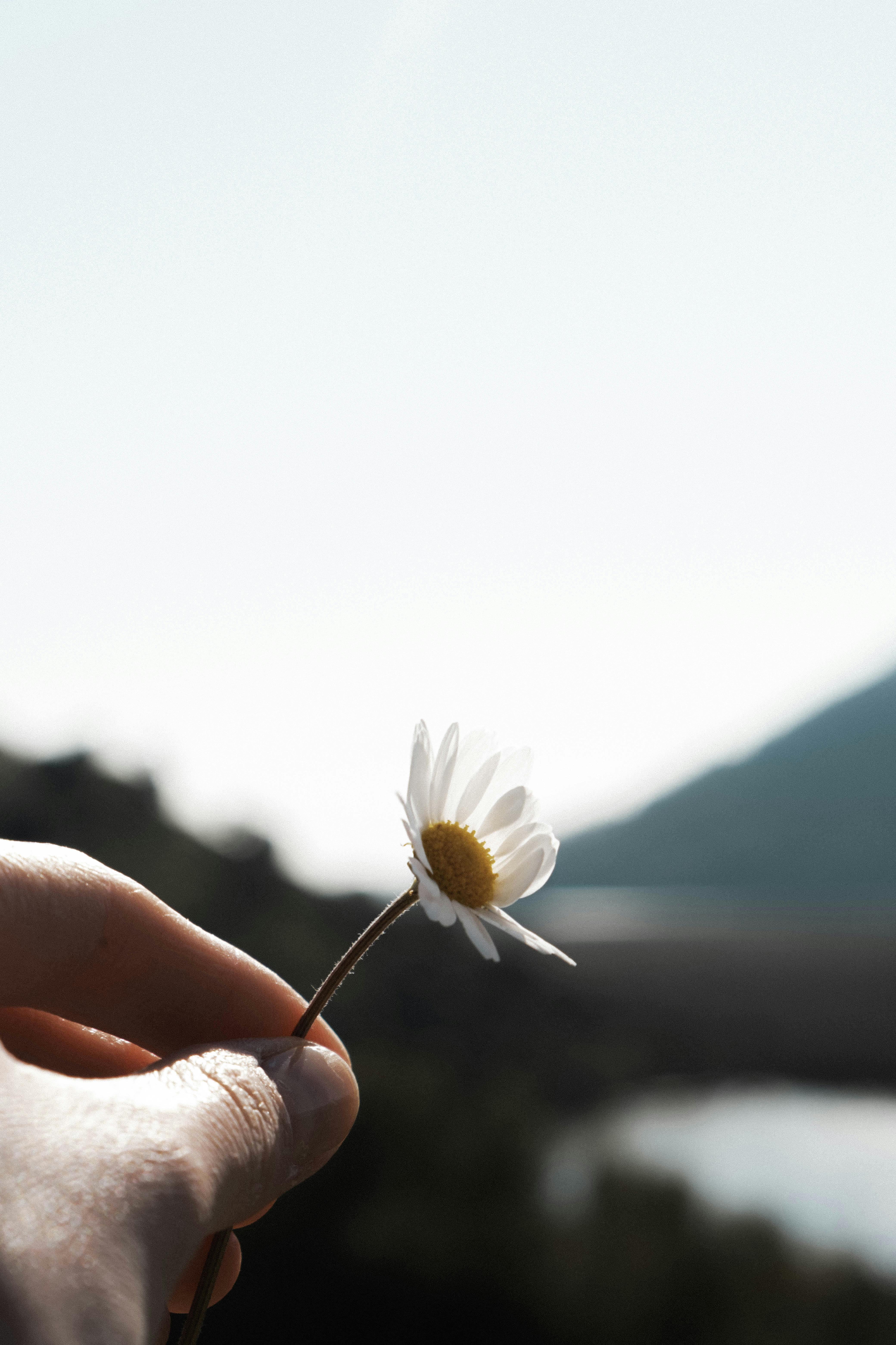 A close-up of a hand holding a white daisy against a peaceful outdoor backdrop, capturing the essence of nature and simplicity.
