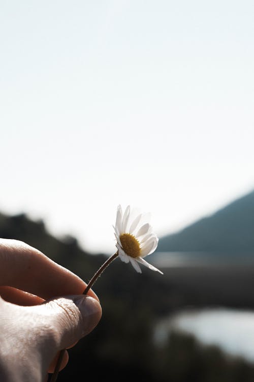 Free A Person Holding a White Flower Stock Photo