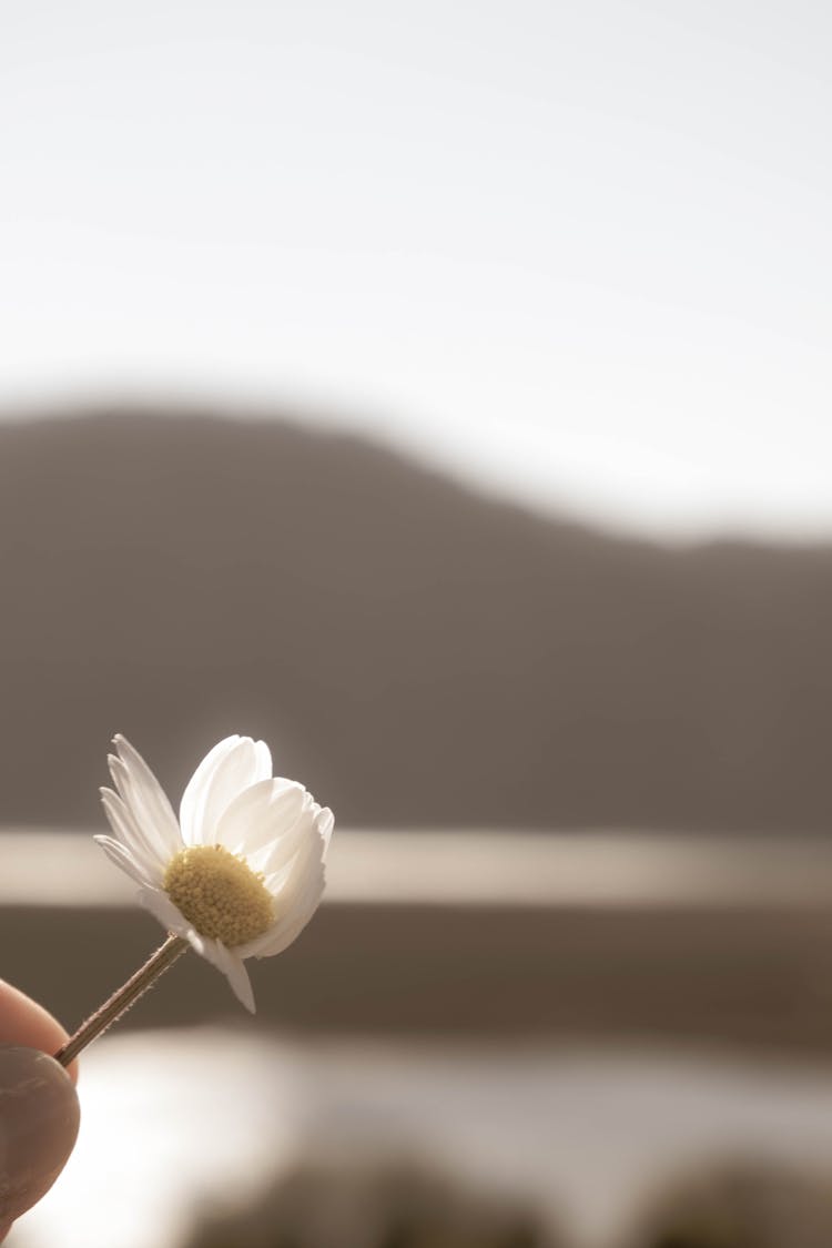 Close Up Of Fingers Holding Flower