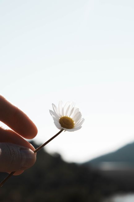 White daisy flower delicately held outdoors with a scenic background.