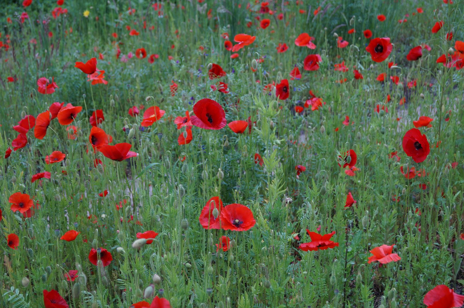 Vibrant red poppies blooming in a lush green field on a sunny day