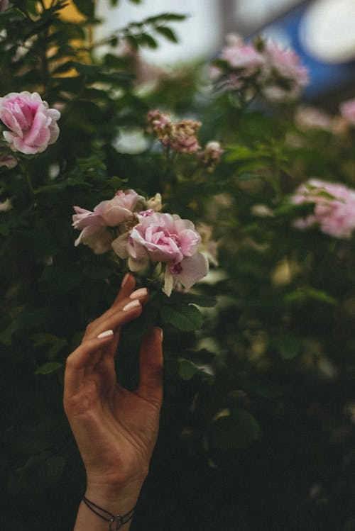 Hand Reaching for Flower