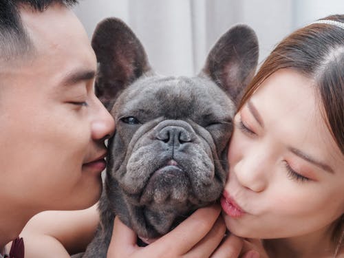 Free A French Bulldog Between a Couple Stock Photo