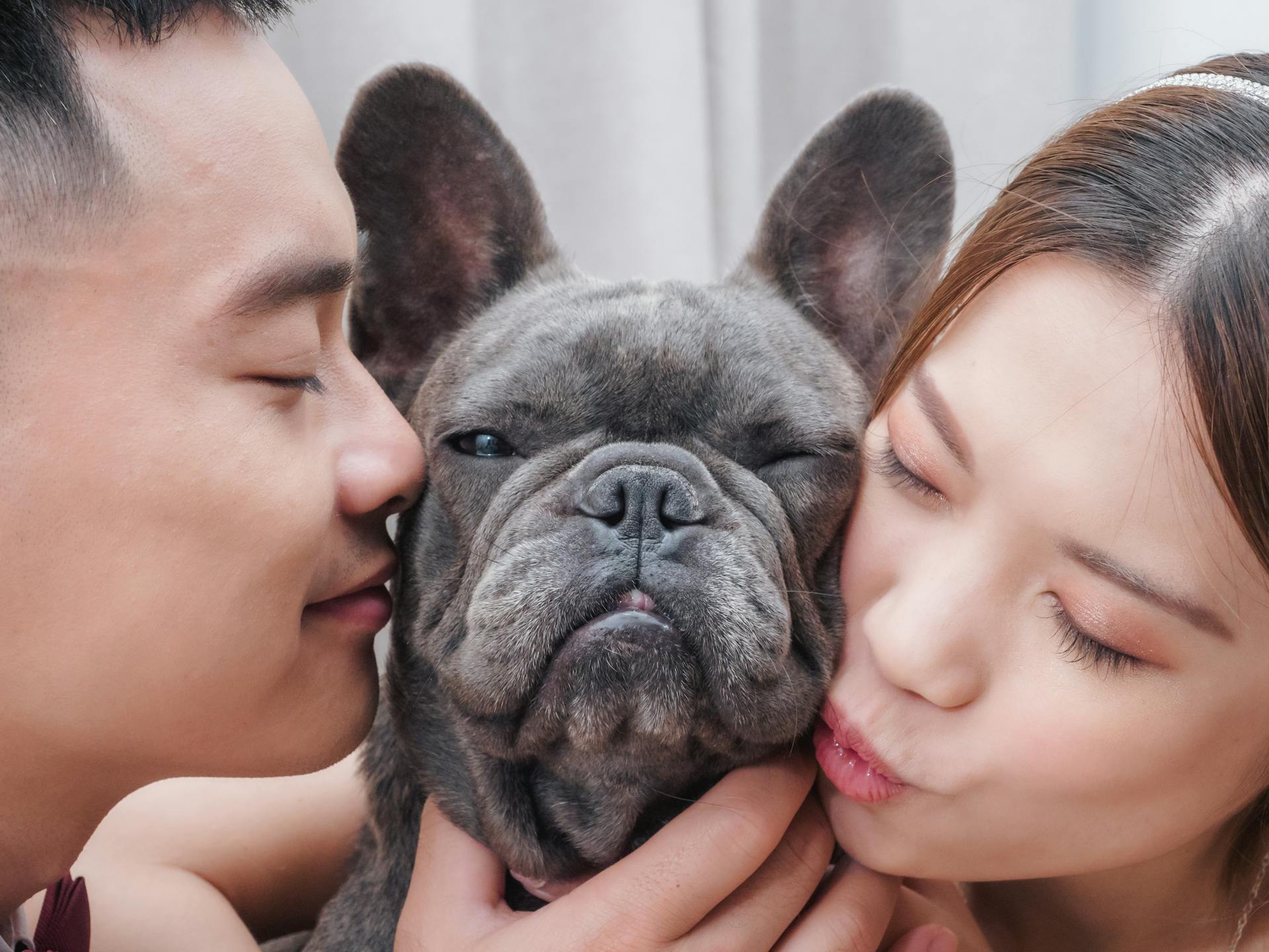 A French Bulldog Between a Couple