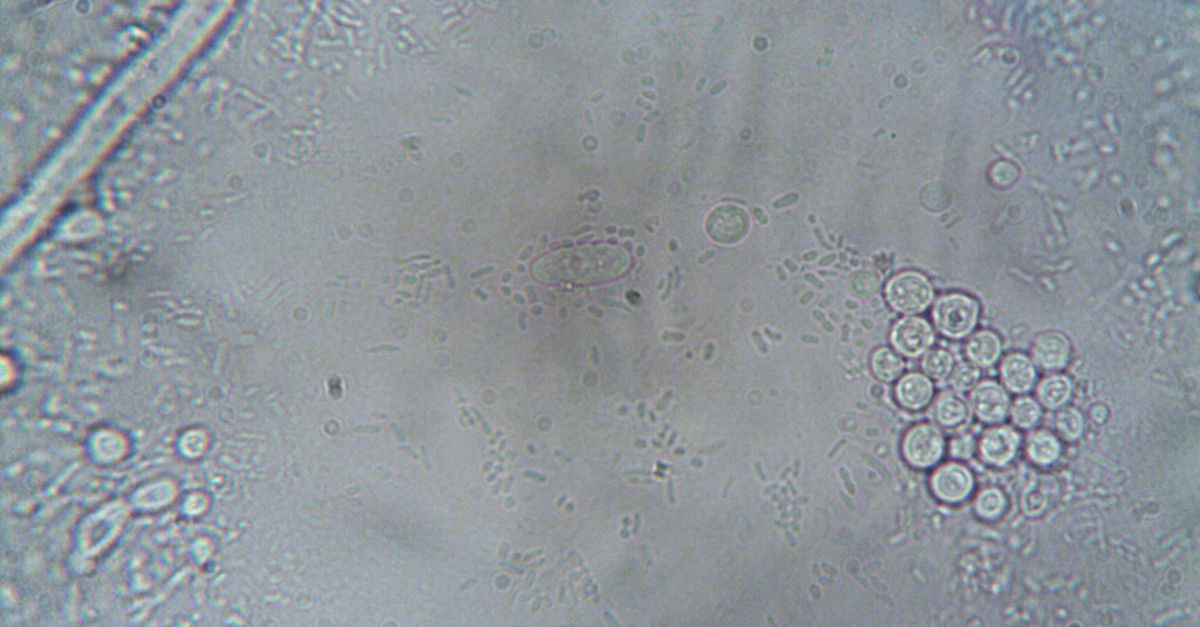 細胞回春技術成投資熱點:科學界如何重寫衰老密碼?