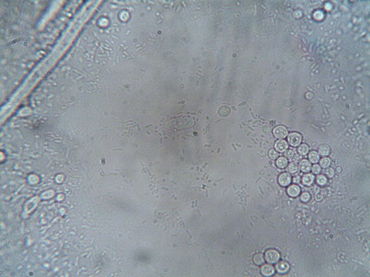 Organisms under a Microscope