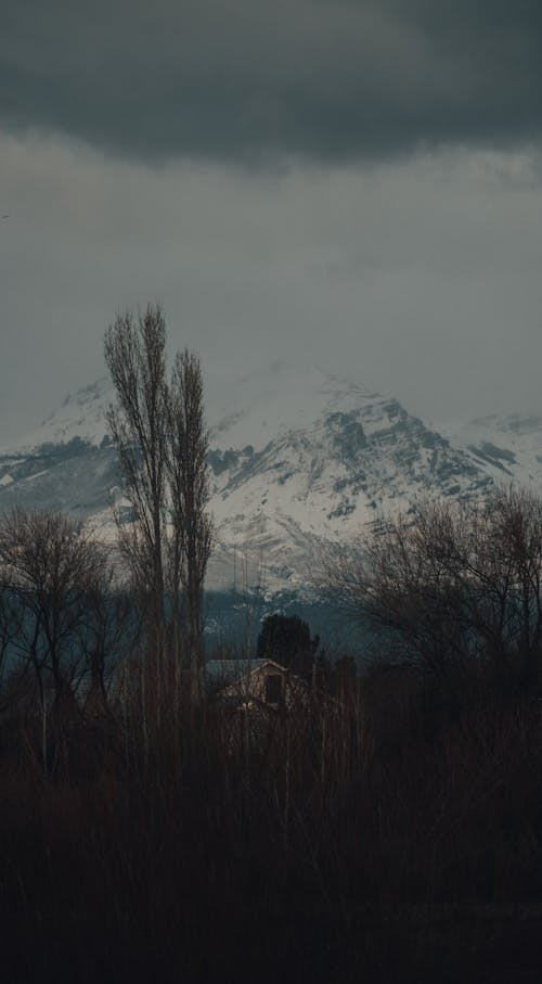 Bare Trees Near Snow Covered Mountain