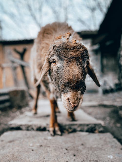 Foto profissional grátis de animal, bode, bonitinho