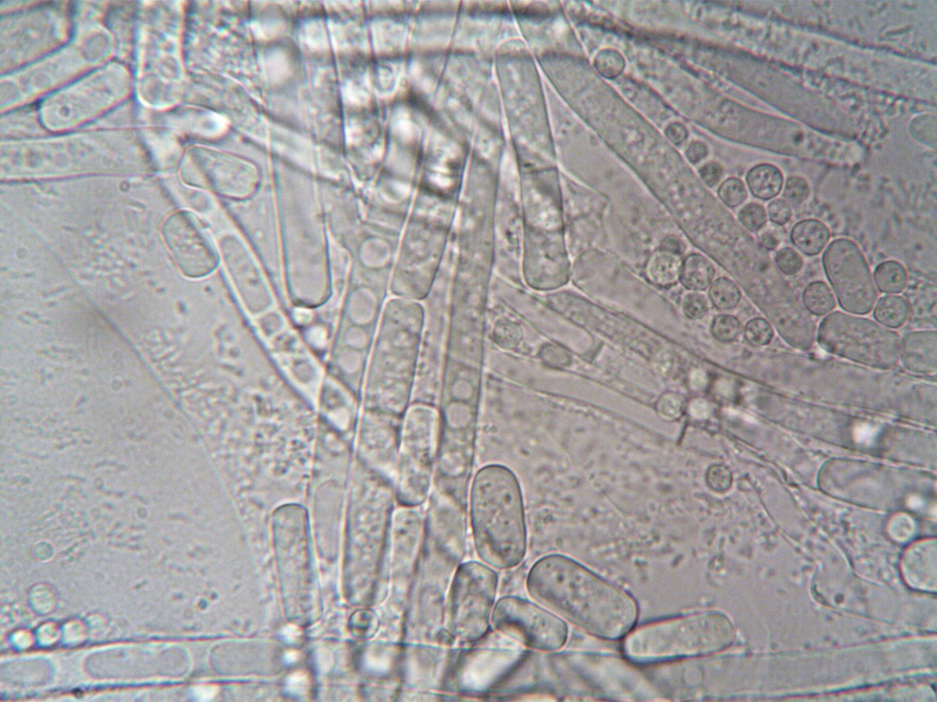Microscopic View of Particles