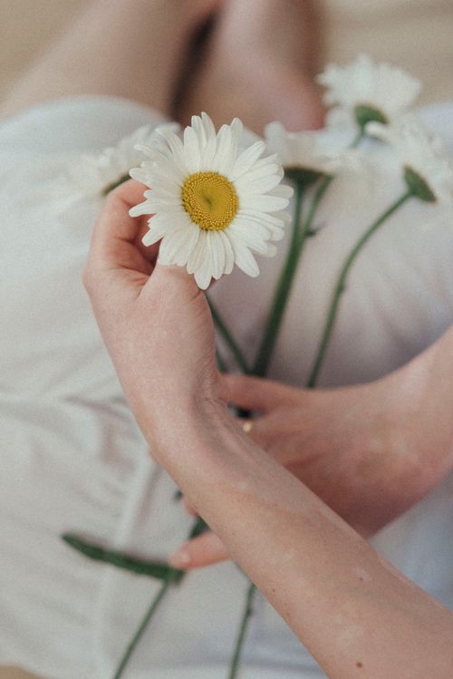Free Close-up of a hand holding fresh white daisies, exuding serenity and natural beauty. Stock Photo