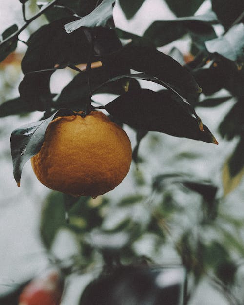 Gratis lagerfoto af appelsin, blade, c-vitamin