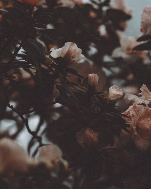 Free Dark and moody close-up of a blooming rosebush with pink flowers. Stock Photo