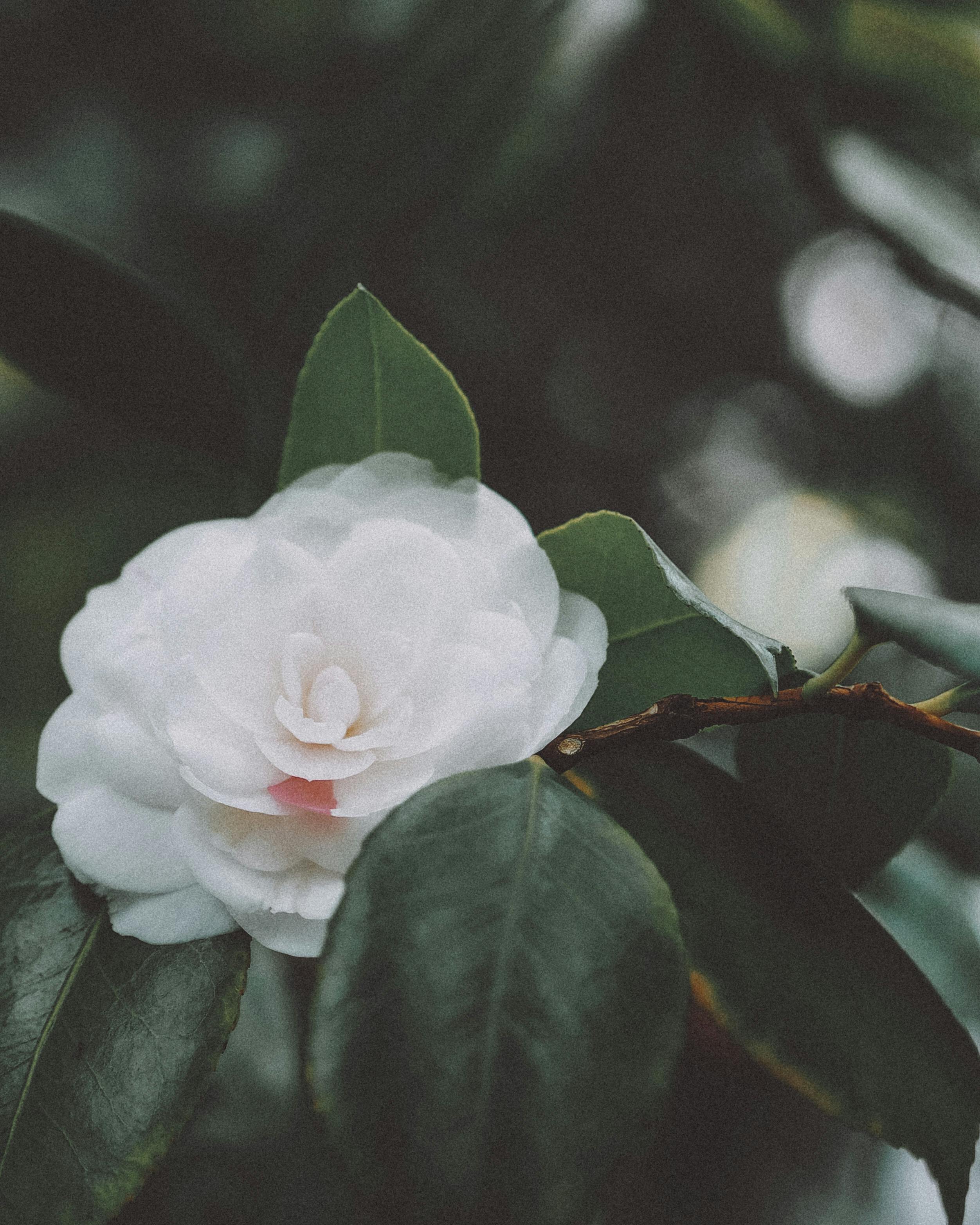 White Flowers in Bloom · Free Stock Photo