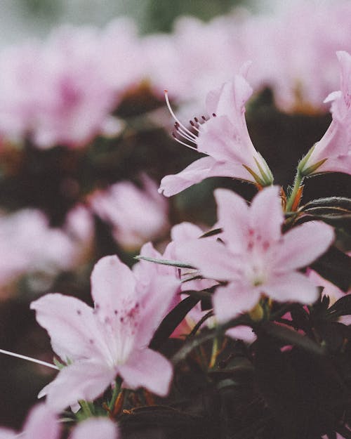 Free Close-Up of Pink Flowers Stock Photo