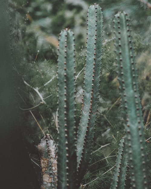 Kostnadsfri bild av botanisk, grön, kaktus