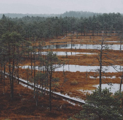 Landscape of an Autumnal Forest and Flooded Fields 