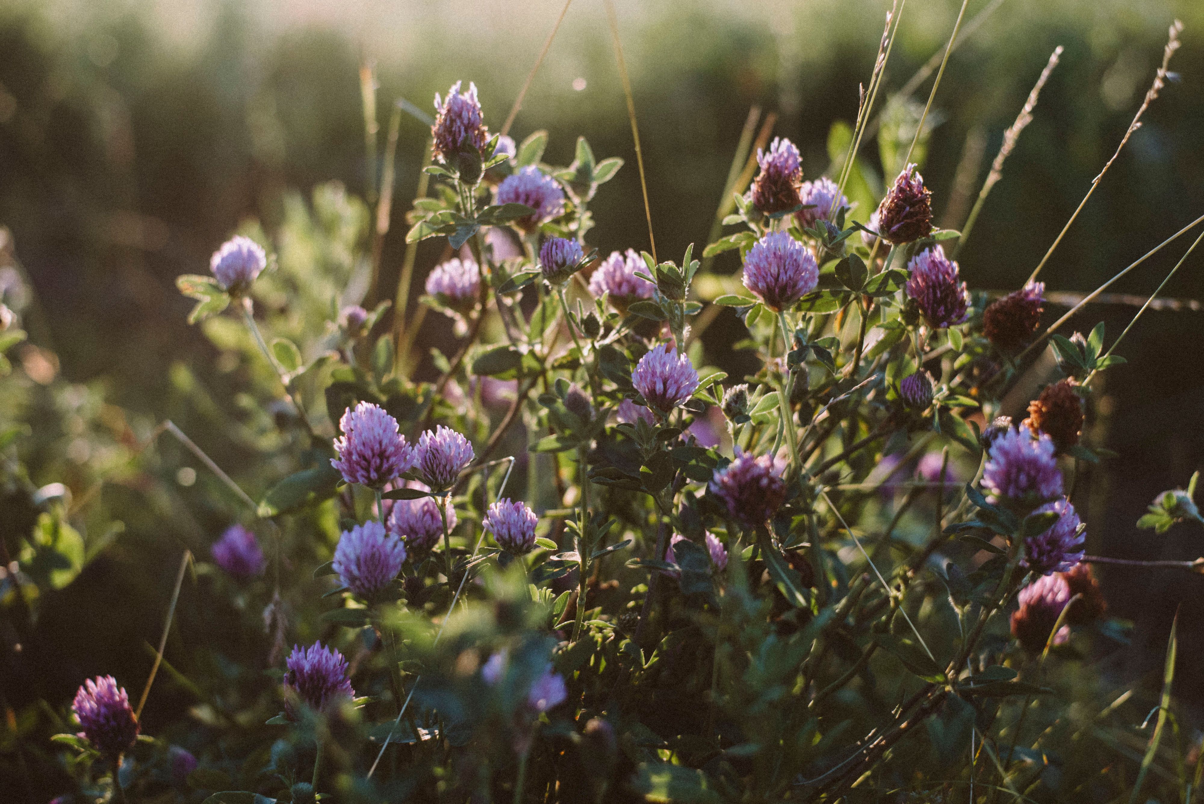 Red Clover Blossom: Herbal Wisdom, Benefits, and Time-Honored Uses