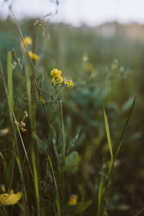 Free A close-up shot of vibrant yellow wildflowers amidst lush green foliage outdoors. Stock Photo