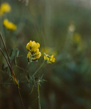 Soft focus on delicate yellow wildflowers in a natural setting with a blurred background.
