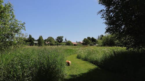 View of a Field in Summer