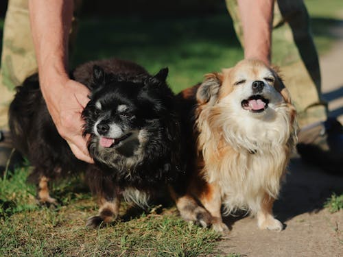 A Person Holding Dogs 