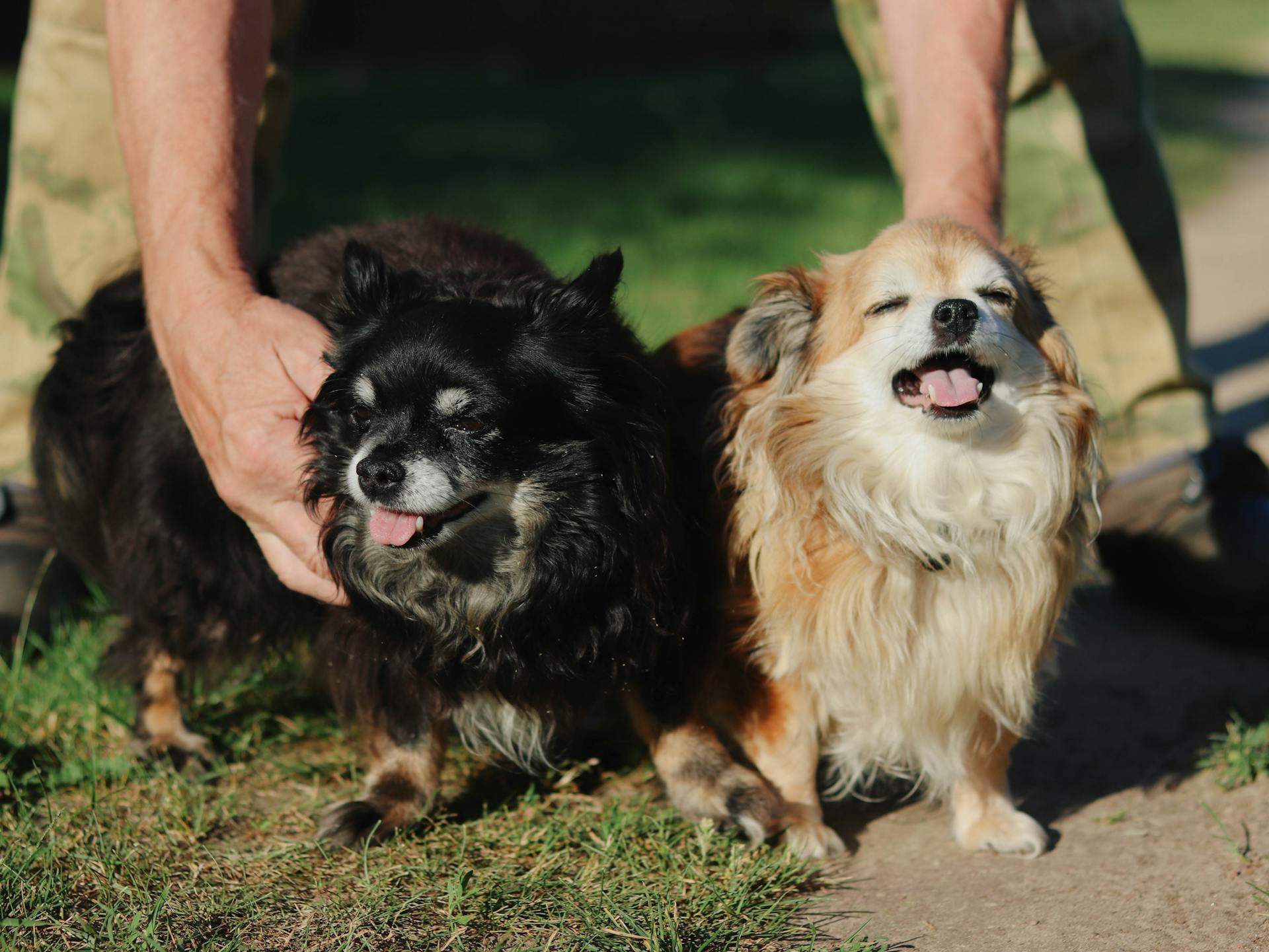 A Person Holding Dogs