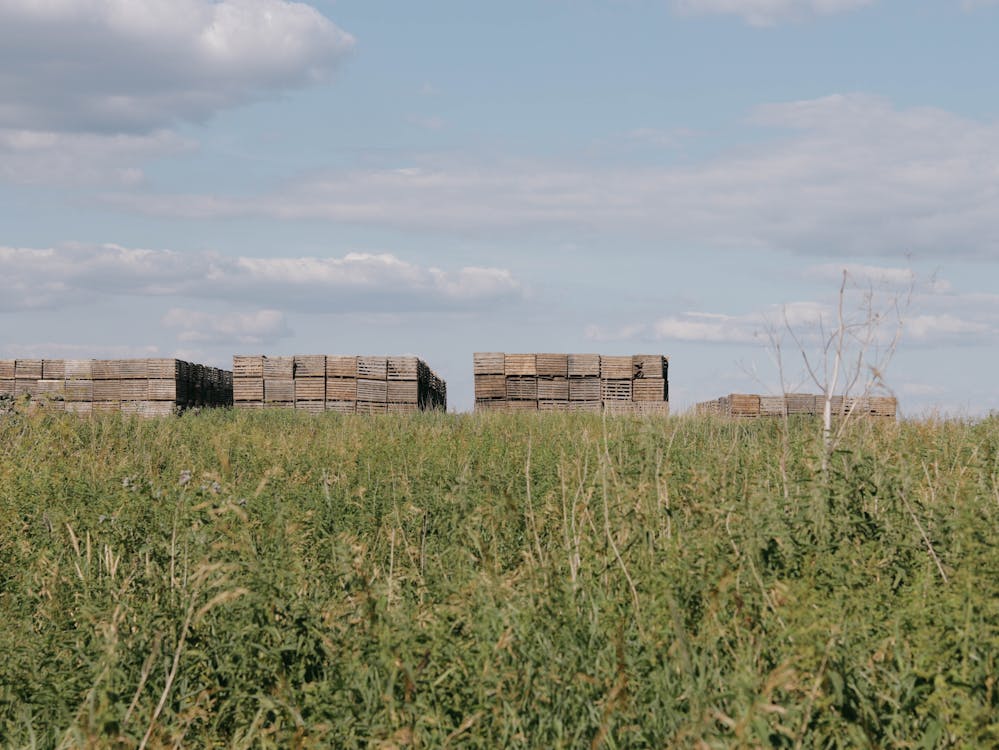 Ingyenes stockfotó farm, felhők, fű témában