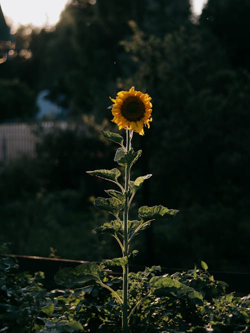 Gratis lagerfoto af blomsterfotografering, flora, lodret skud