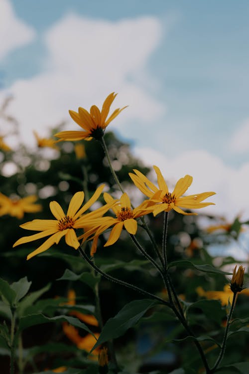Бесплатное стоковое фото с вертикальный выстрел, желтые цветы, флора