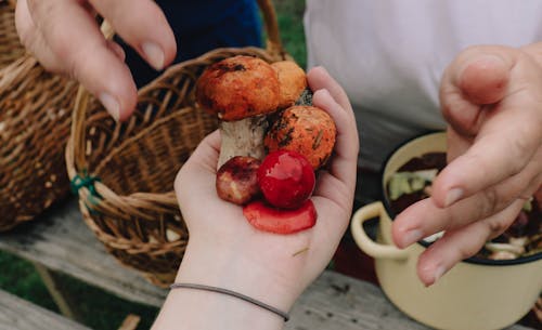 A Person Holding Mushrooms