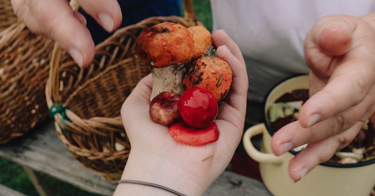 Close-up of hands holding a variety of freshly picked mushrooms outdoors.