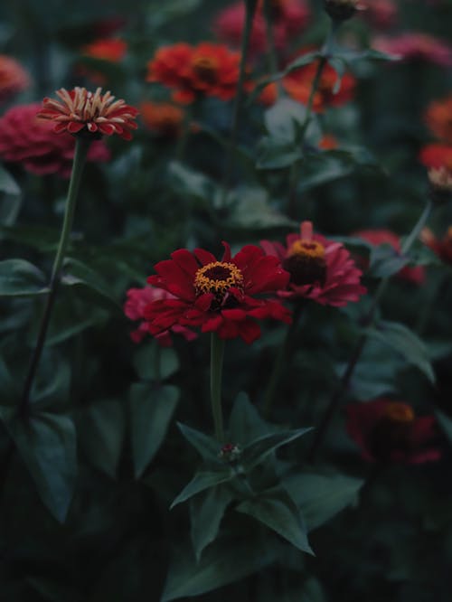 Free A Zinnia Flowers with Green Leaves Stock Photo