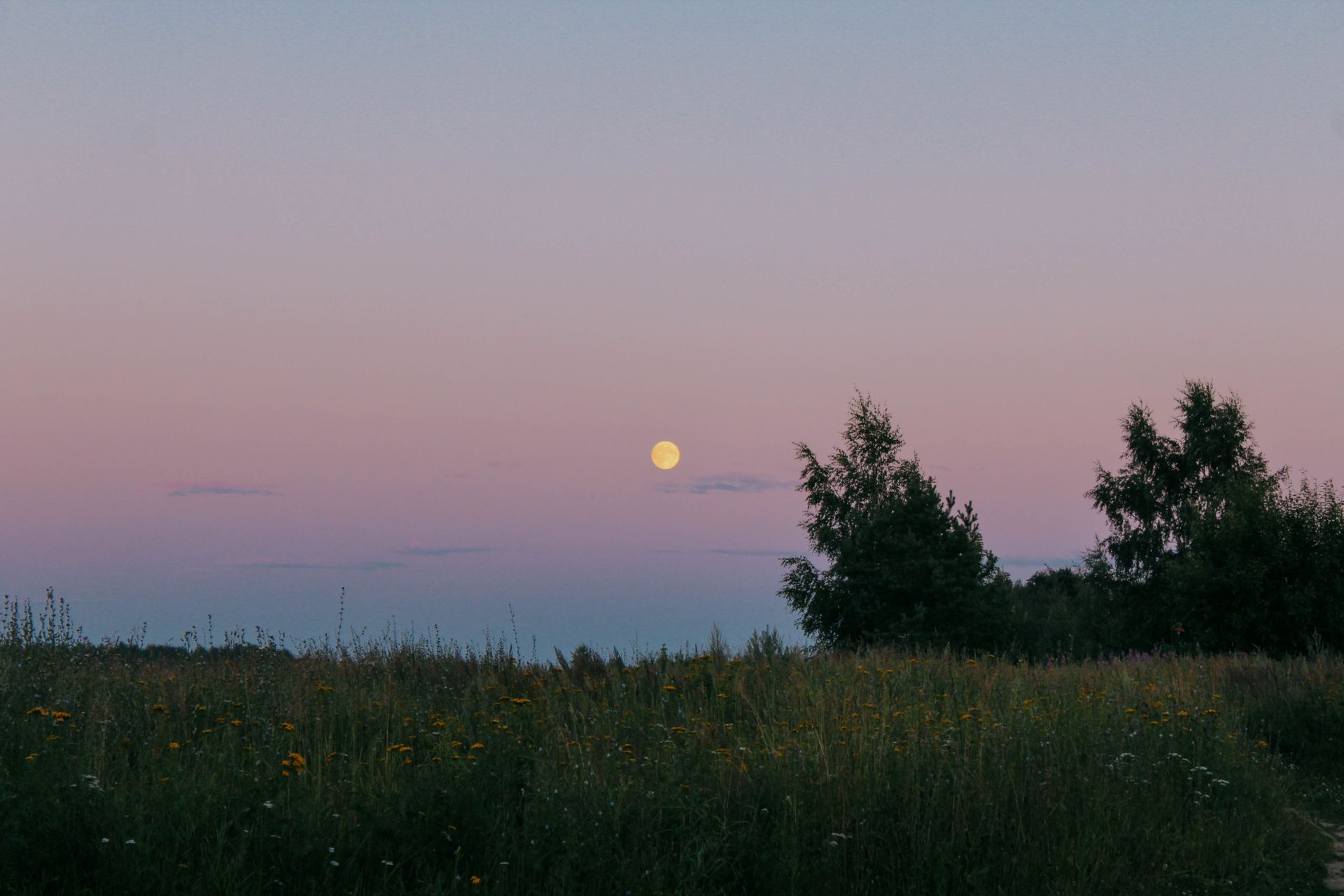A quiet meadow at dusk beneath a rose-coloured sky, trees dark along the horizon