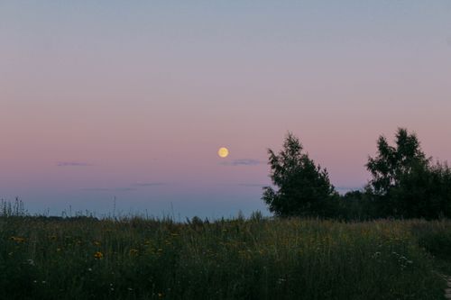 Free Peaceful field with moonrise and trees under soft pastel sky at dusk. Stock Photo