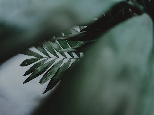Kostnadsfri bild av gröna löv, selektiv fokusering, växt