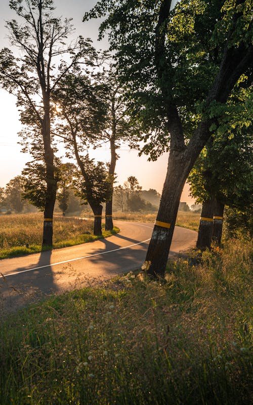 Photos gratuites de arbres, aube, coucher de soleil