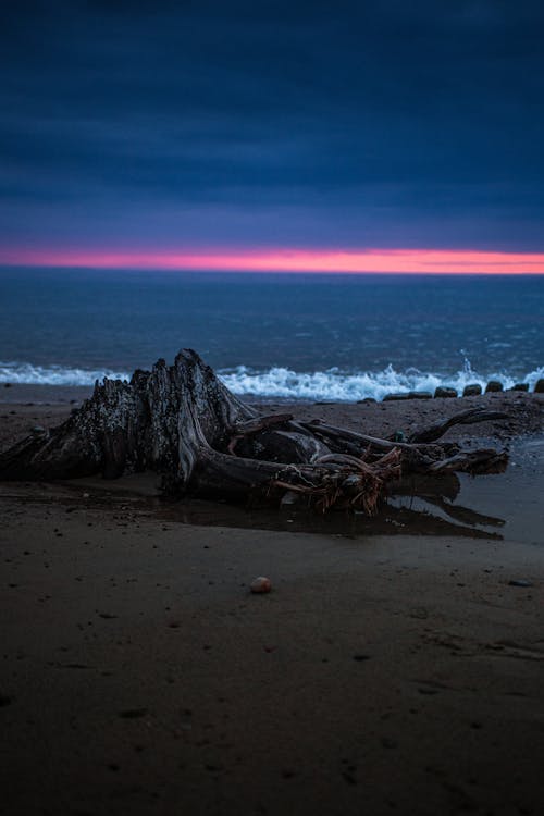 Ücretsiz ağaç gövdesi, ahşap, deniz içeren Ücretsiz stok fotoğraf Stok Fotoğraflar