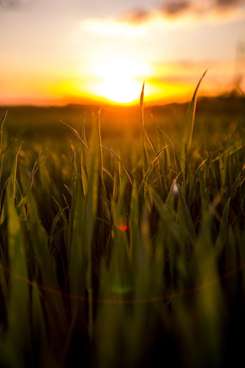 Green Grass Field during Sunset
