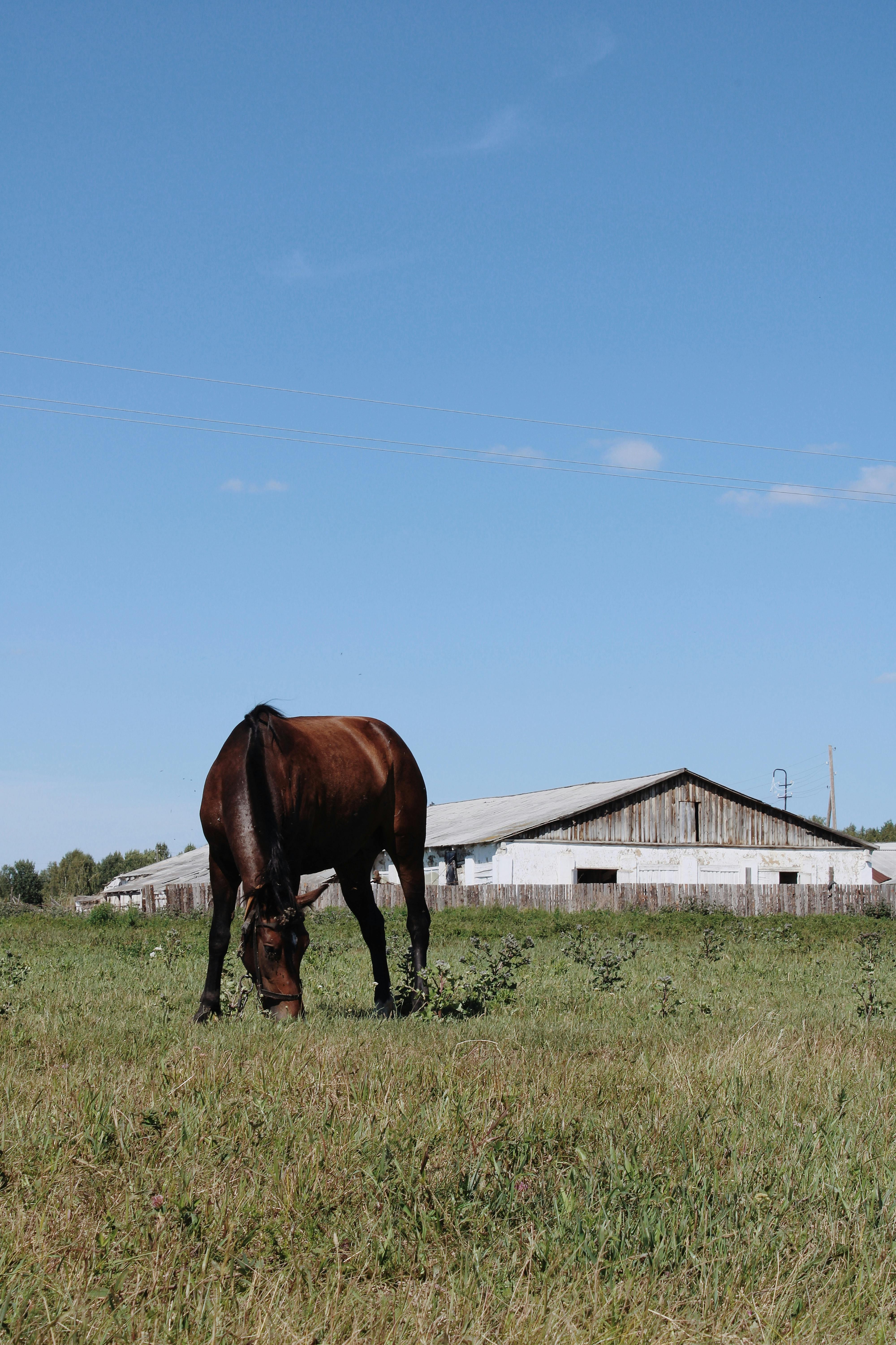 A serene scene of a horse grazing in a green pasture with a barn and clear blue sky.