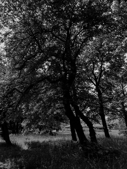 Dramatic black and white forest scene showcasing tall trees and shadows.