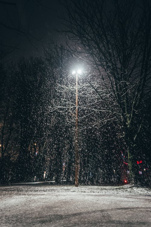 Bare Trees on the Snow Covered Ground Illuminated by a Lamp Post