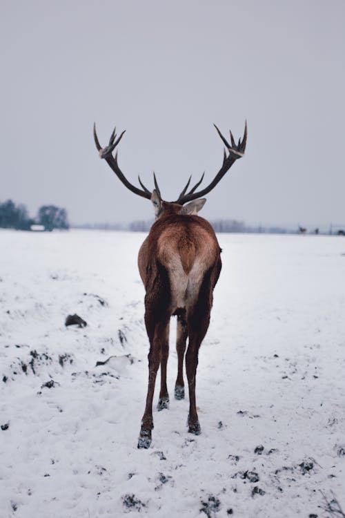 Gratis lagerfoto af dyr, dyrefotografering, dyreliv