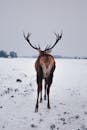 Brown Deer on Snow Covered Field