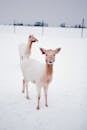 White and Brown Deer on Snow Covered Ground