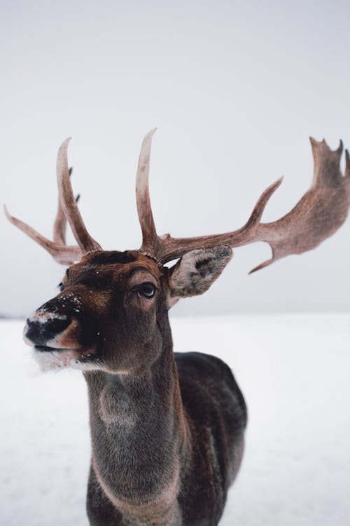 Deer in Snow 
