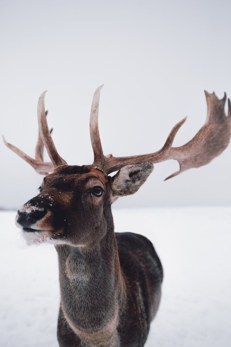 Deer In Snow 