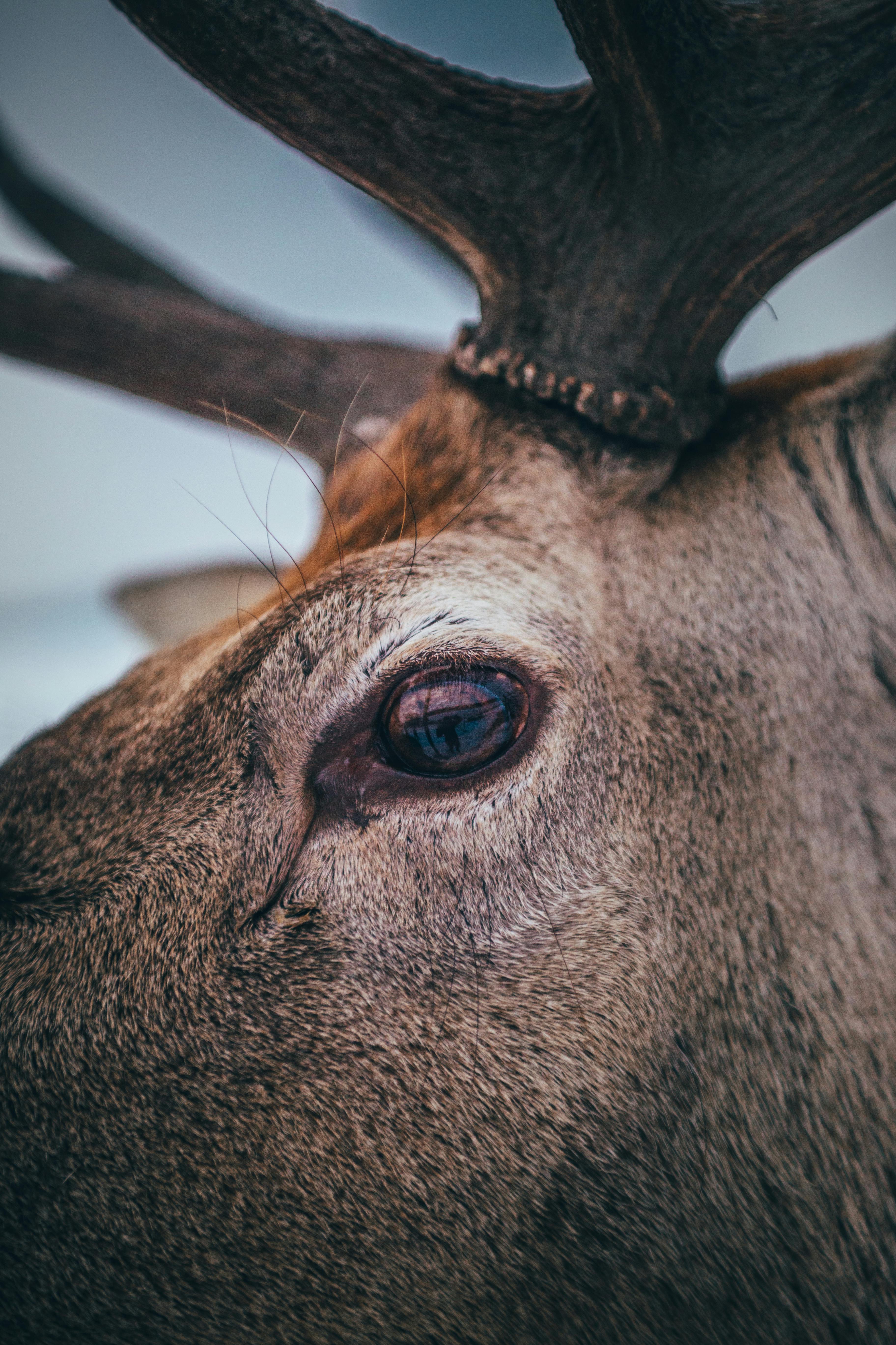 3007850 2560x1600 Animal Elk  Rare Gallery HD Wallpapers